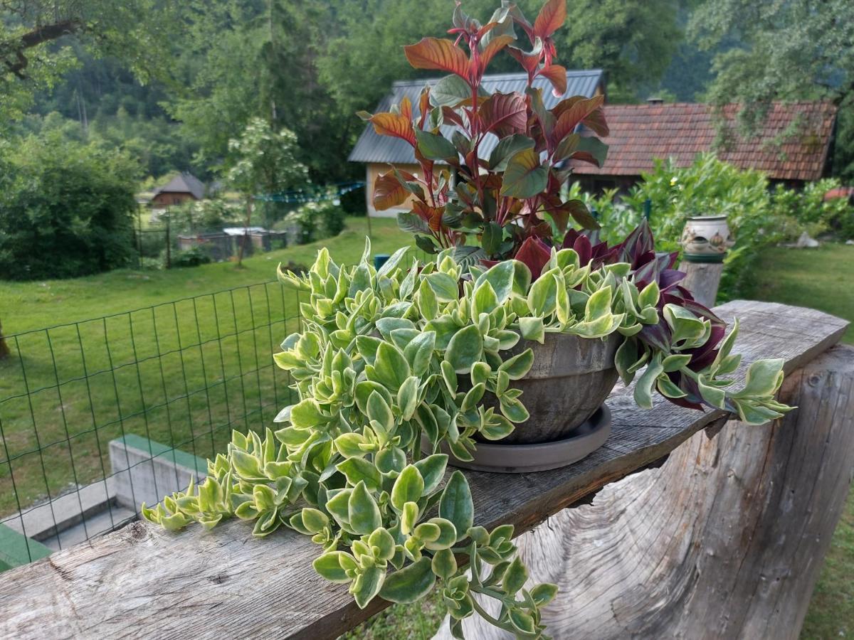 Apartmaji Katrc Soča Dış mekan fotoğraf